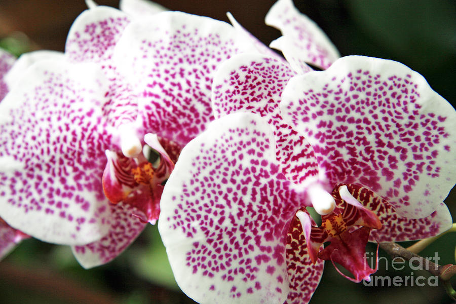 Orchid Photograph - Colorful orchids by Lali Kacharava