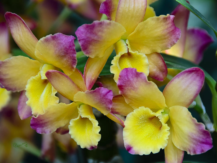 Colorful Orchids Photograph by Penny Lisowski