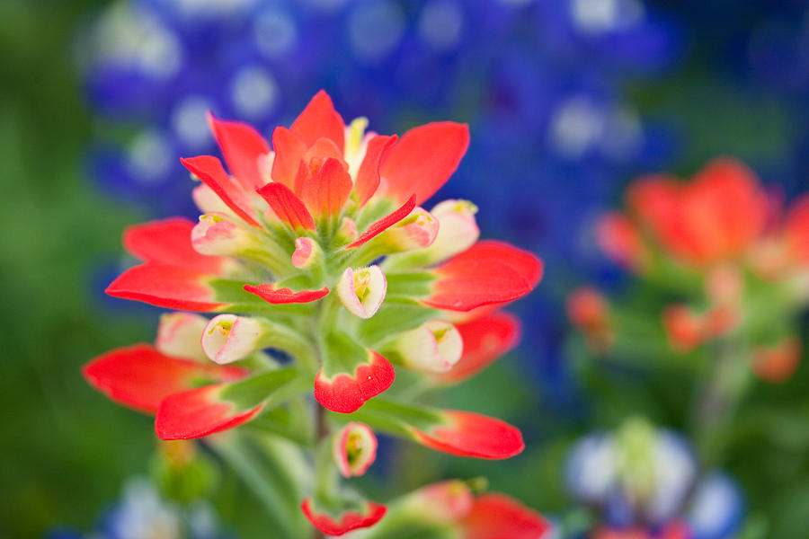 Colorful Paintbrush Photograph by Eggers Photography