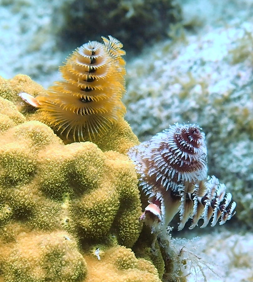 Colorful Pair of Christmas Tree Worms Photograph by Amy McDaniel