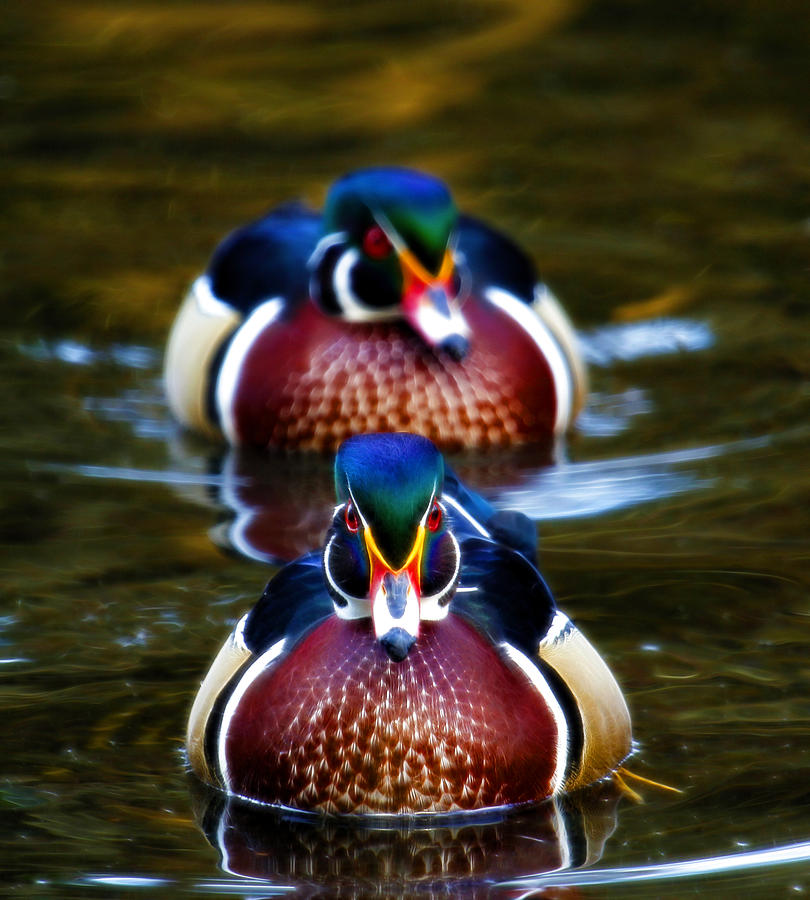Colorful Pair Photograph by Steve McKinzie