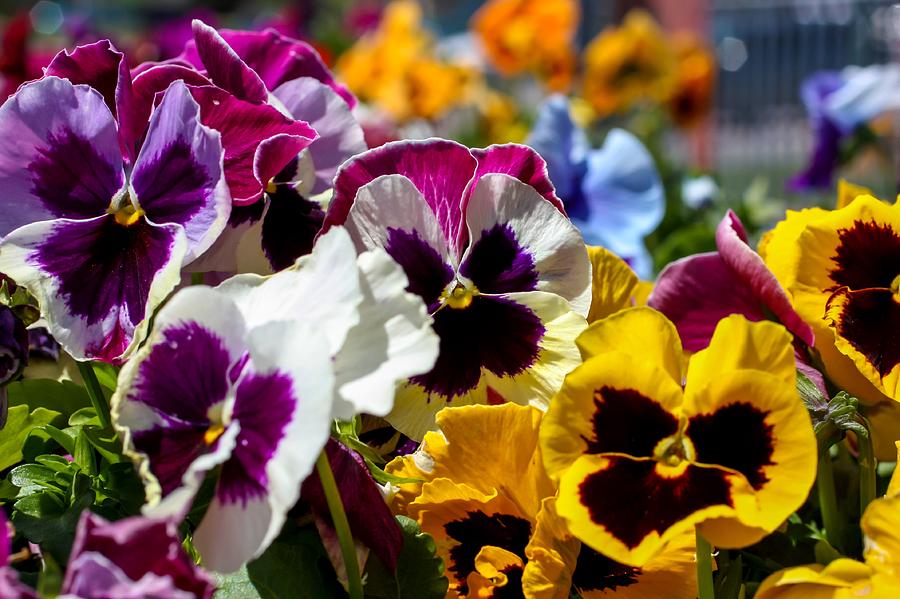 Colorful Pansies Photograph by Cynthia Woods - Fine Art America