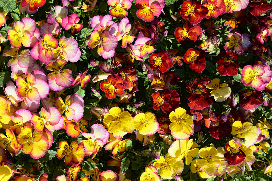Colorful Pansies Photograph by Jeanne May