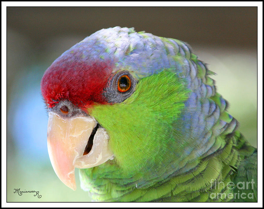 Colorful Parrot Photograph by Mariarosa Rockefeller