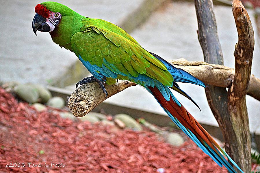 Colorful Parrot Photograph by Tara Potts