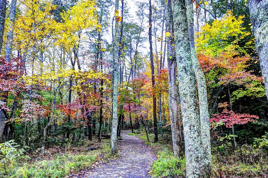 Colorful Path  Photograph by Jean Hutchison