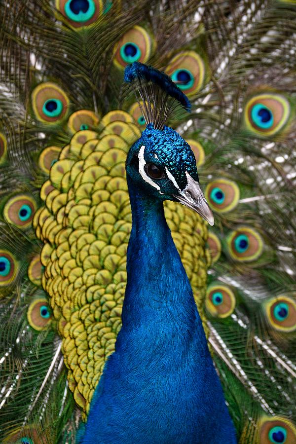 Download Colorful Peacock Photograph by Helene Dignard