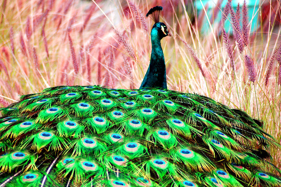 Peacock Photograph - Colorful Peacock by Matt Quest