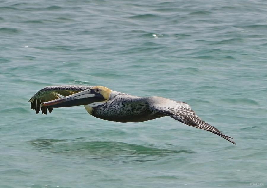 Colorful Pelican Skimmer Photograph by Jeff at JSJ Photography