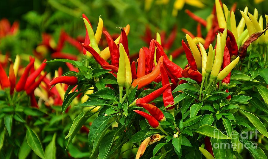 Inspirational Photograph - Colorful Pepper Plants by Bob Sample