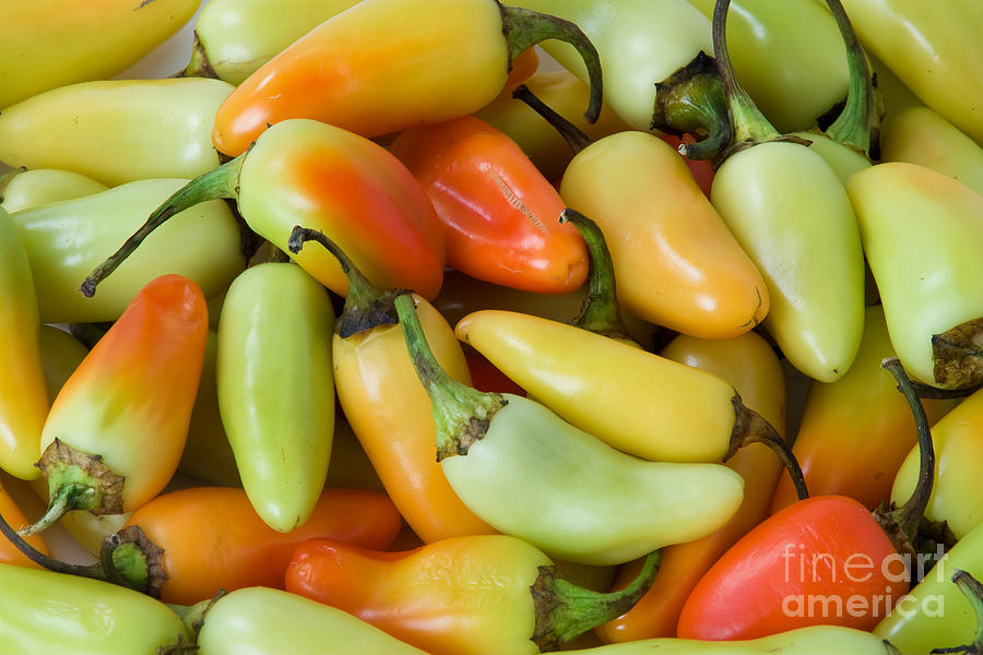 Colorful Peppers Photograph by James BO Insogna