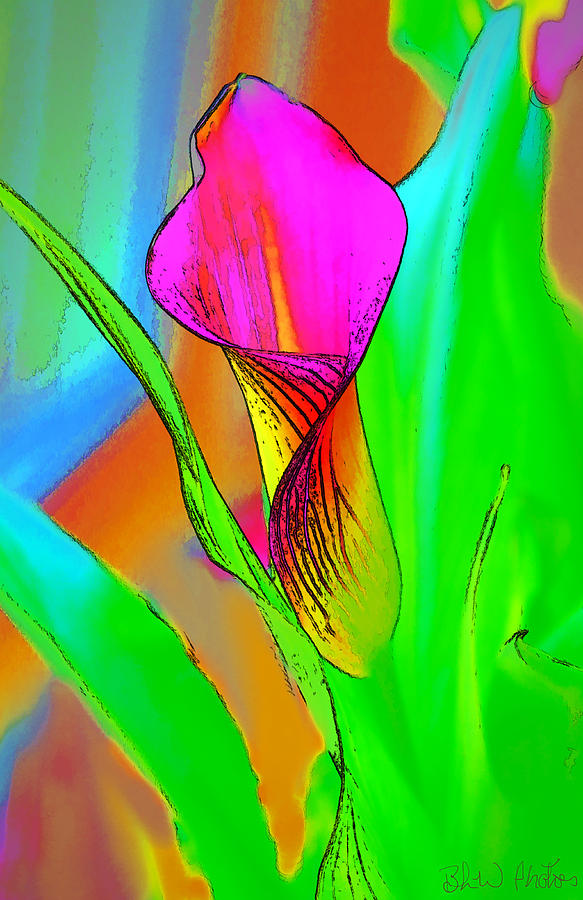 Colorful Pink Calla Lily  Photograph by Bonnie Willis