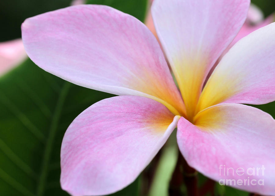 Colorful Pink Plumeria Flower Photograph by Sabrina L Ryan
