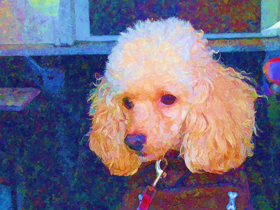Colorful Poodle Photograph by Barbara McDevitt