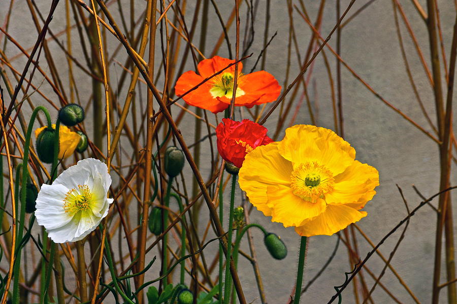 Colorful Poppies And White Willow Stems Photograph by Byron Varvarigos