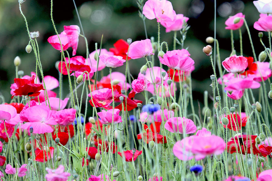 Poppy Photograph - Colorful Poppies by Peggy Collins