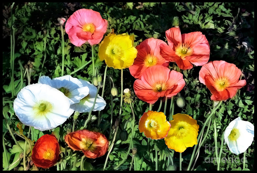 Colorful Poppy Flowers Photograph by Gabriele Pomykaj