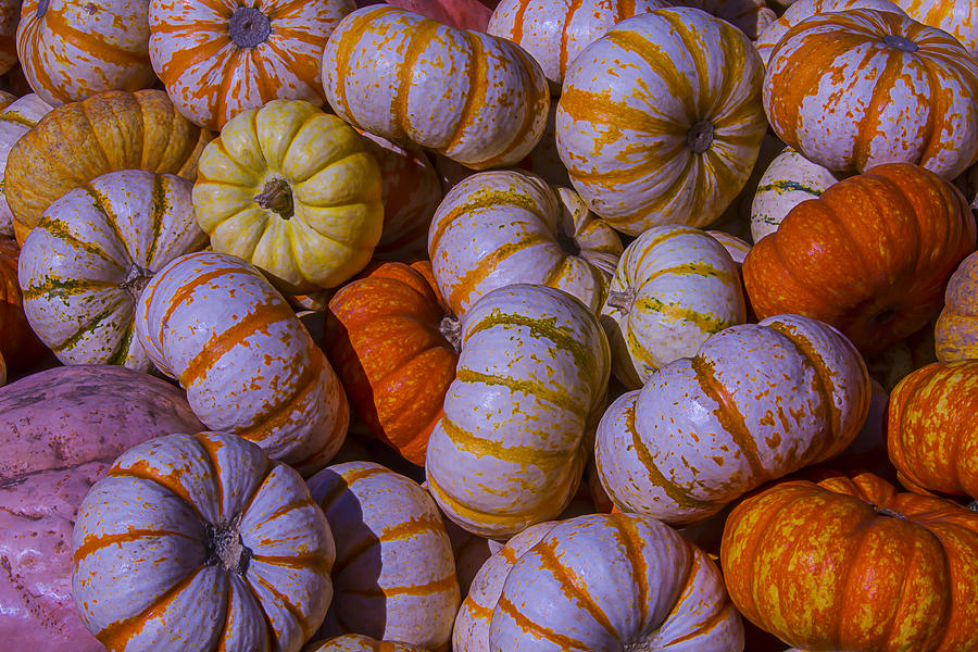 Colorful pumpkins Photograph by Garry Gay