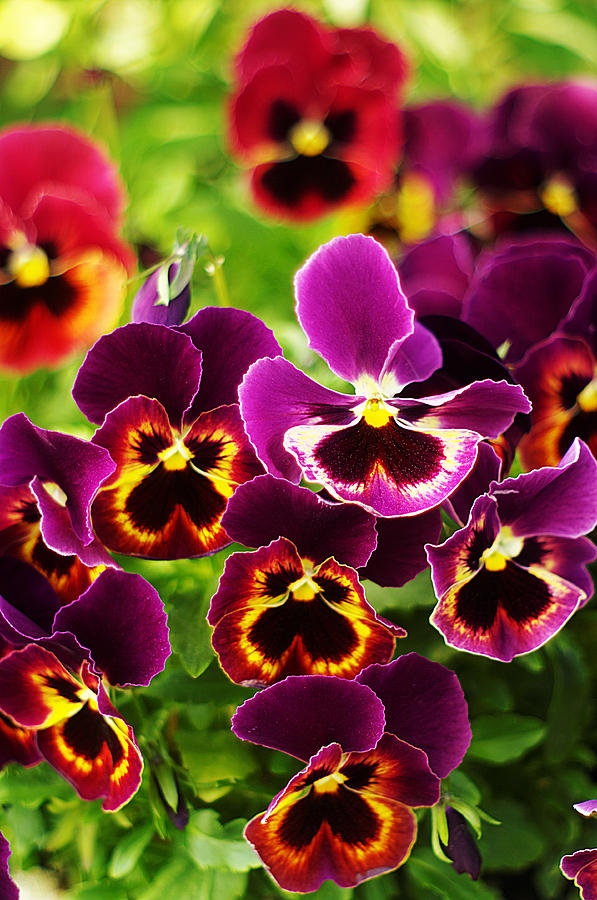 Colorful Purple Pansies Photograph by Suzanne Powers