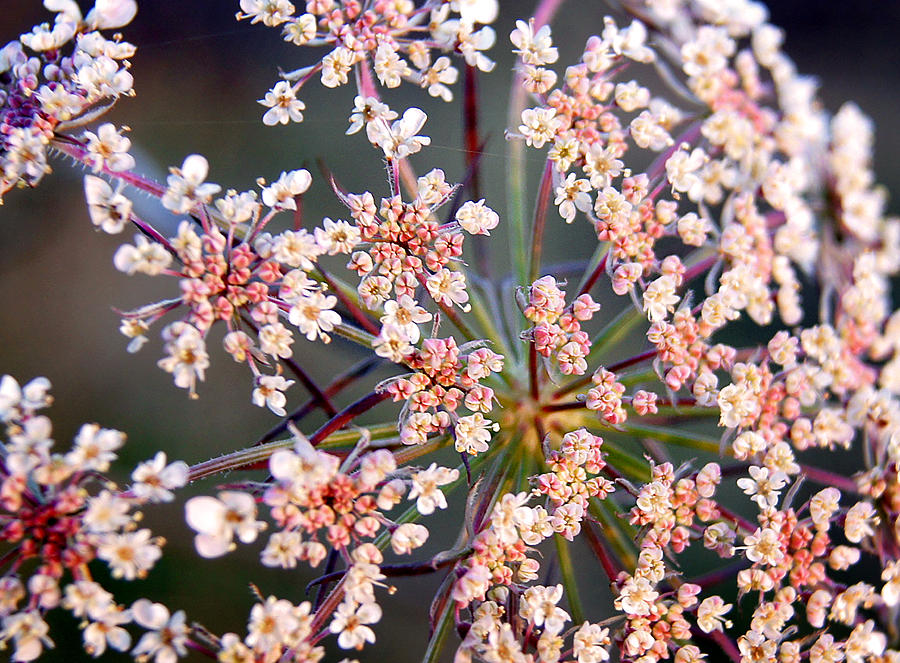 Colorful Queen Annes Lace Photograph by Bill Pevlor