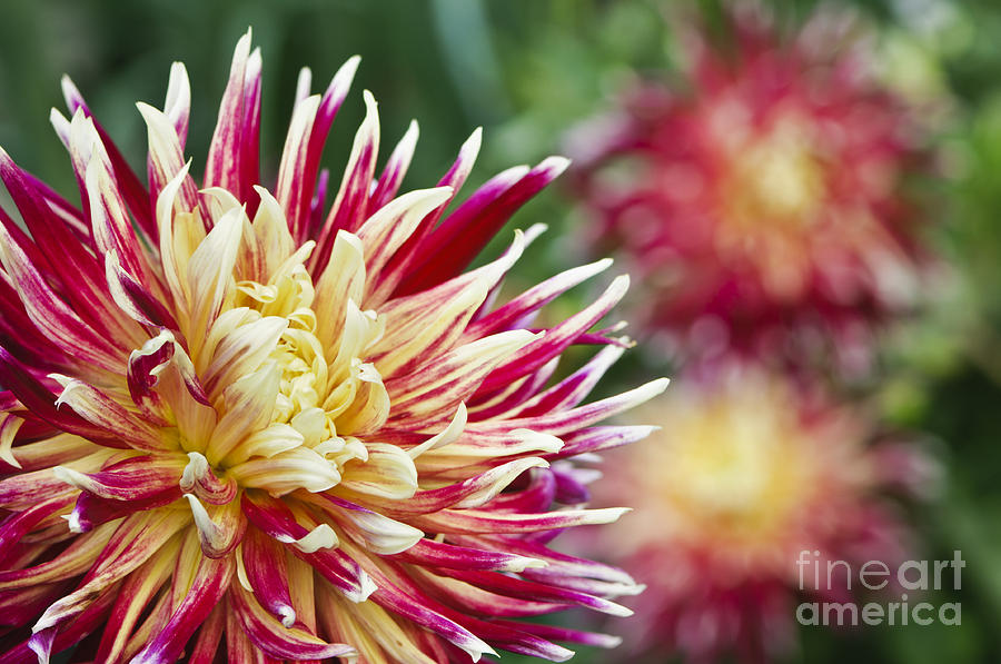 Colorful red and yellow dahlias Photograph by Oscar Gutierrez