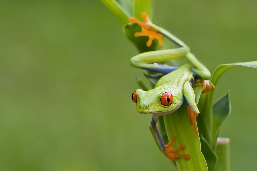 Colorful Red-eyed Tree Frog Peeping Around Background Photograph by Mark Kostich