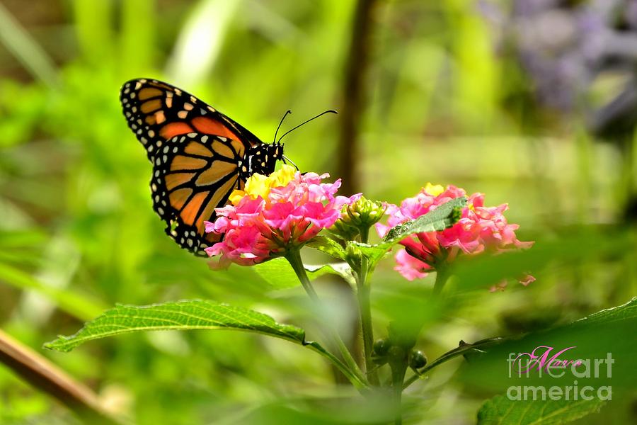 Butterfly Photograph - Colorful rest by Marco  Tabarez