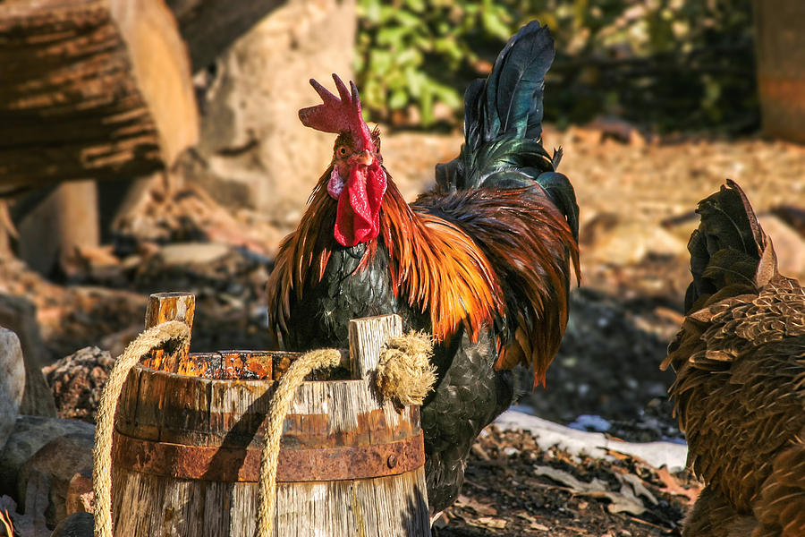 Colorful Rooster Photograph by Mary Almond