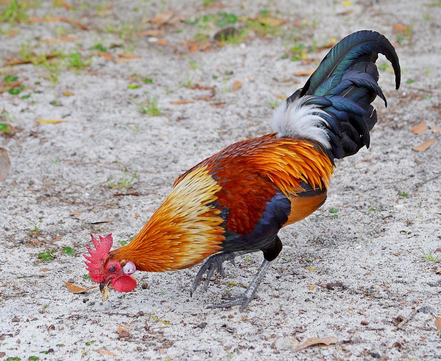 Colorful Rooster Pecking at Zootography1 Photograph by Jeff at JSJ Photography