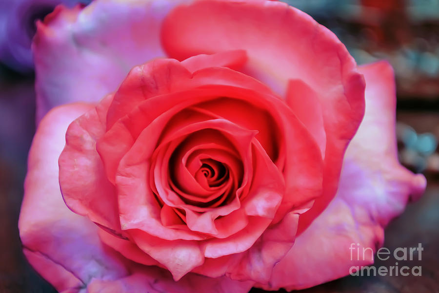 Rose Photograph - Colorful Rose by Renee Barnes