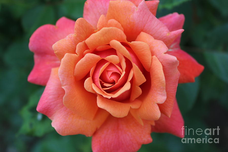 Nature Photograph - Colorful Rose by Stephanie Hanson