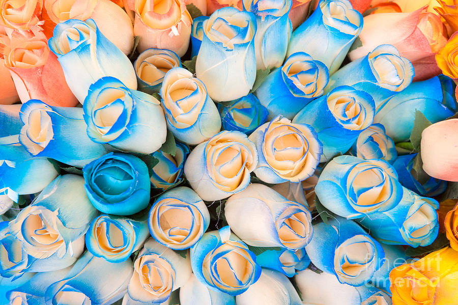 Colorful roses background Photograph by Luciano Mortula