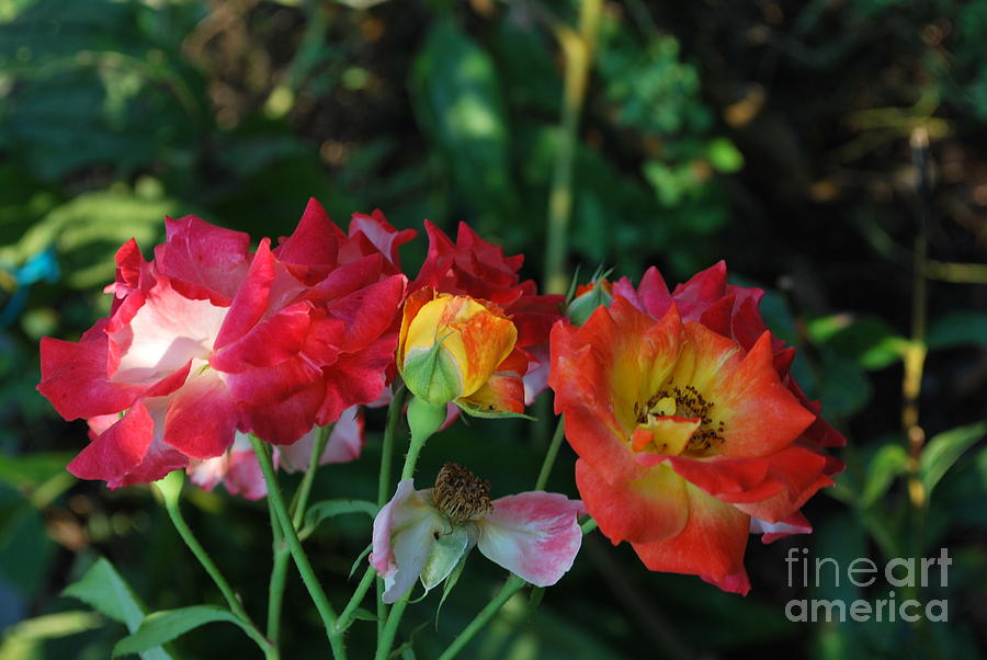 Colorful Roses Photograph by Bob Sample
