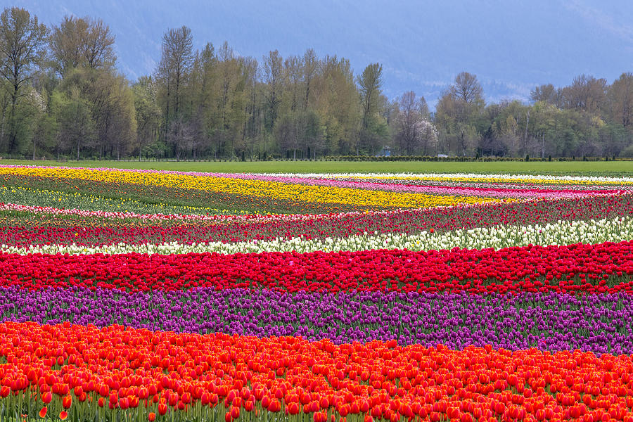 Colorful rows of Tulips in Agassiz BC Photograph by Pierre Leclerc Photography