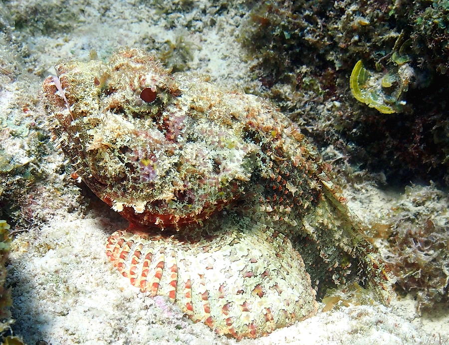 Colorful Scorpion Fish Photograph by Amy McDaniel