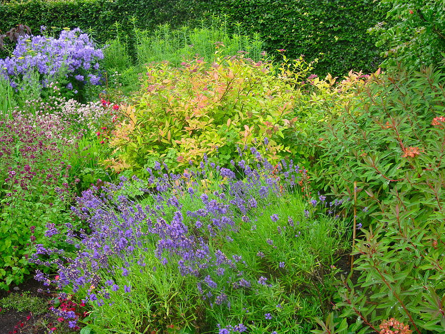 Colorful Scottish Garden Photograph by Denise Mazzocco
