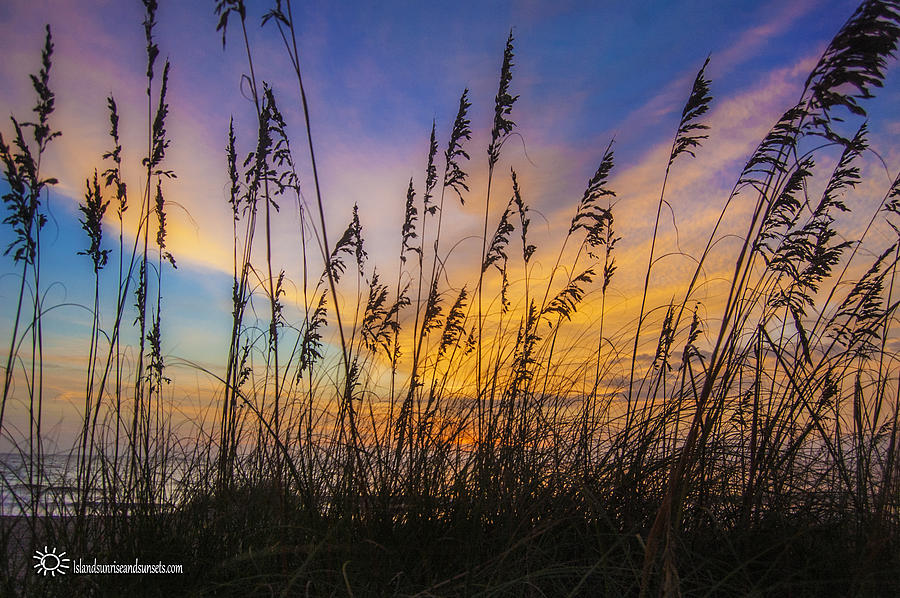 Colorful Sea Wheat Photograph by  Island Sunrise and Sunsets Pieter Jordaan