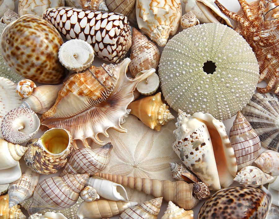 Colorful Seashell Variety Photograph by Jennie Marie Schell