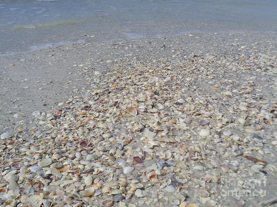 Colorful Shells at the Waters Edge Photograph by Jeanne Forsythe