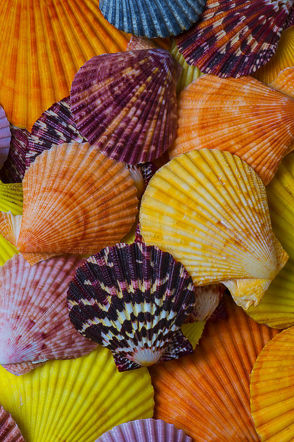 Colorful shells Photograph by Garry Gay