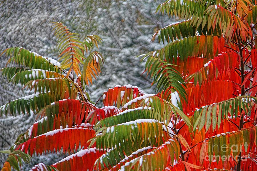 Colorful Snow Photograph by Mariola Bitner