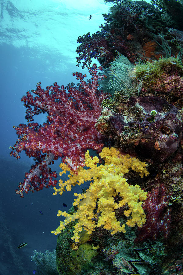 soft coral color