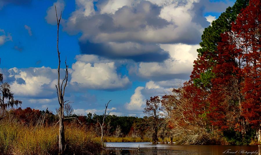 Colorful Southern Fall Image Photograph by Debra Forand