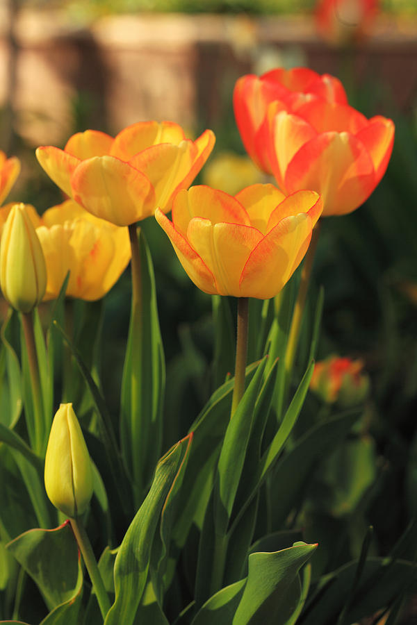 Colorful Spring Tulips Photograph by Alan Vance Ley