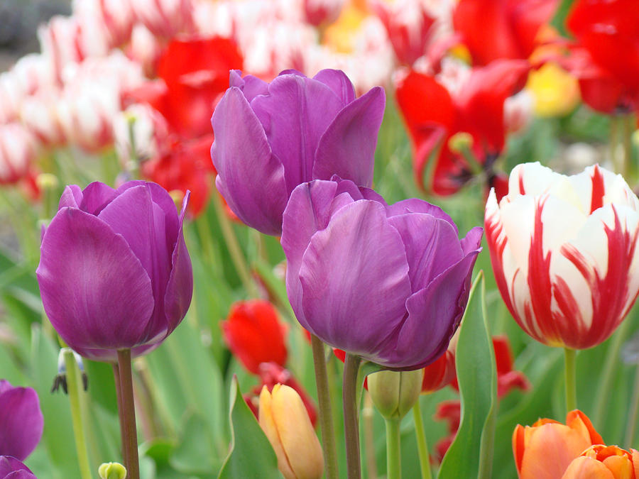 Colorful Spring Tulips Garden Art Prints Photograph