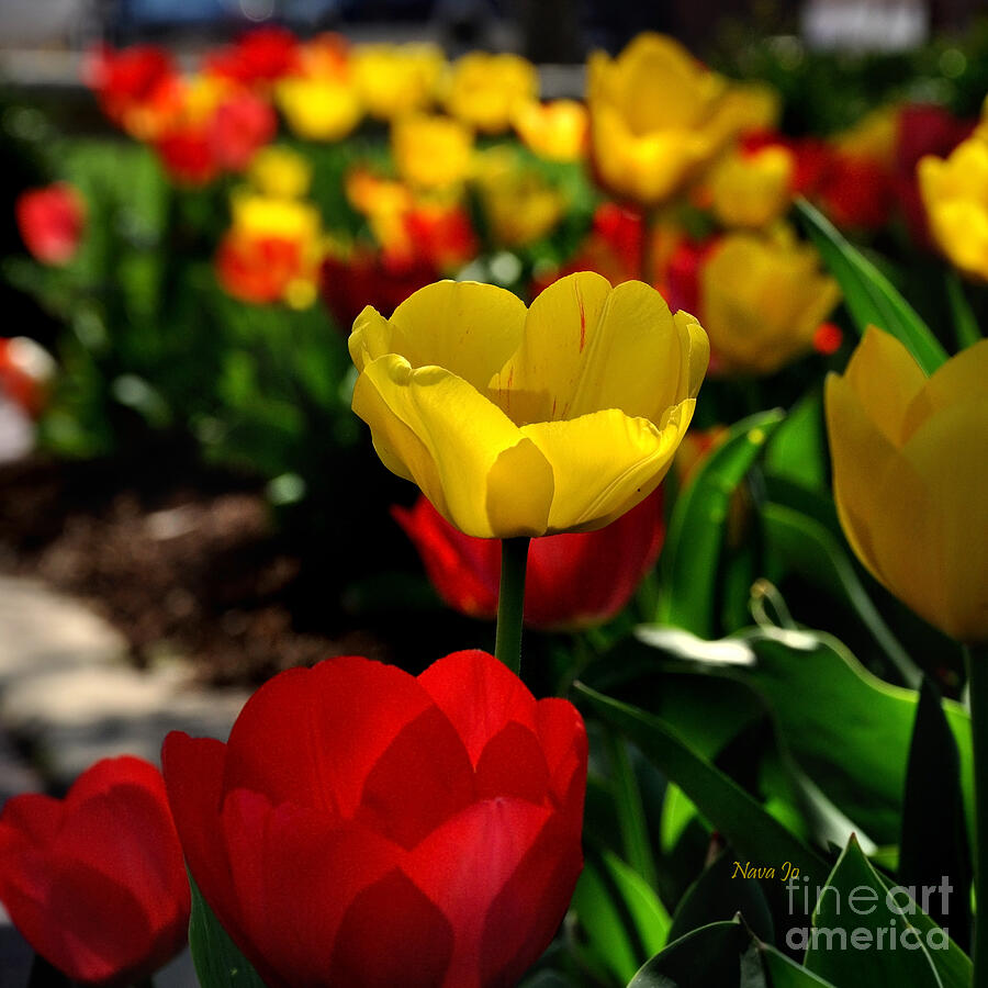 Flower Photograph - Colorful Spring Tulips by Nava Thompson
