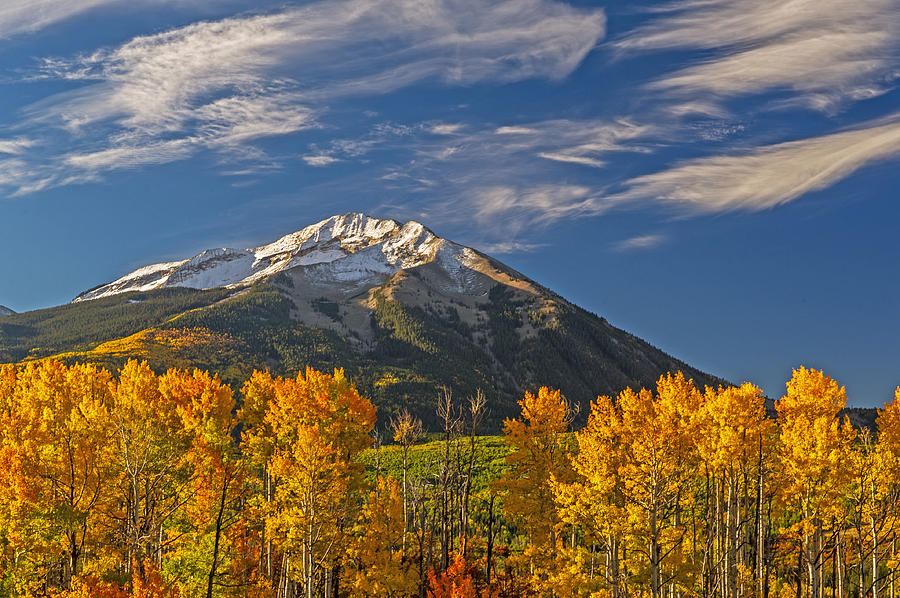 Colorful Stand of Golden Aspen Trees Blue Skies and Snow Capped Mountains Photograph by Willie Harper