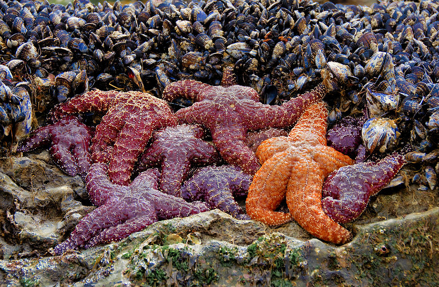 Colorful Starfish 2 Photograph by Penny Lisowski