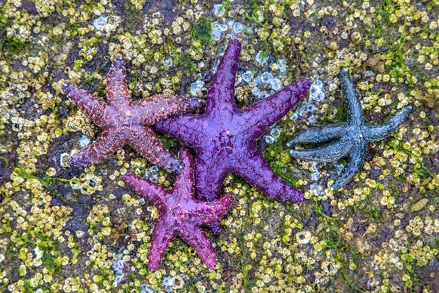 Colorful Starfish BC Photograph by Pierre Leclerc Photography