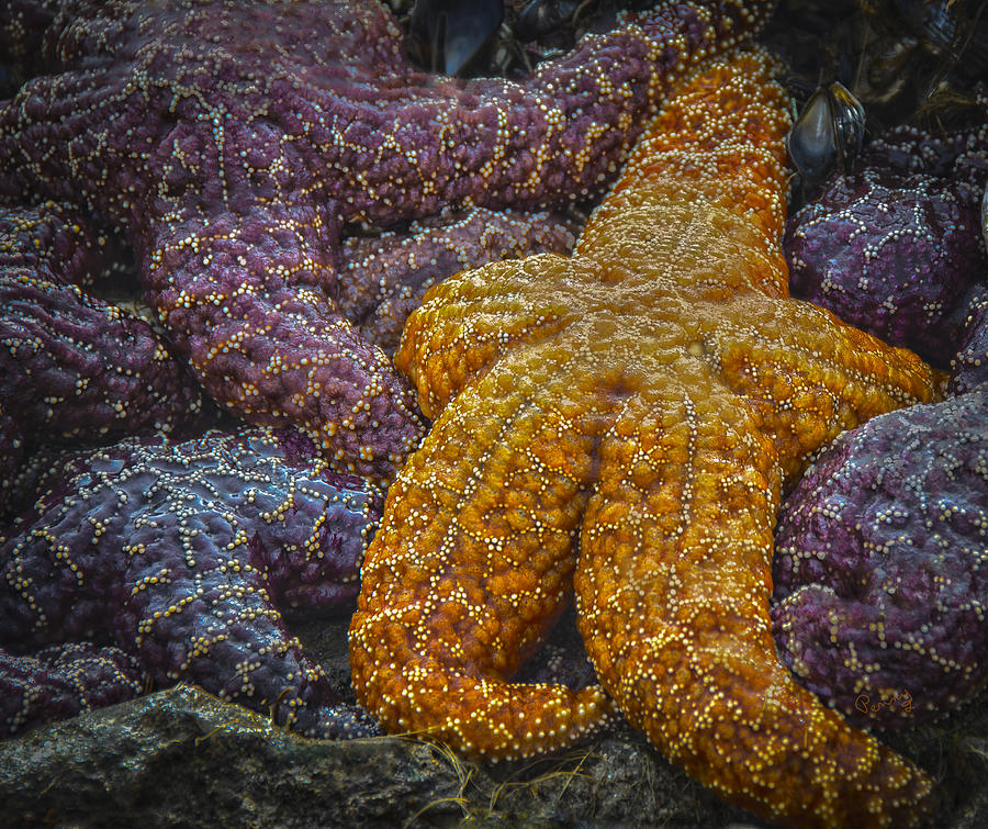 Colorful Starfish Photograph by Penny Lisowski